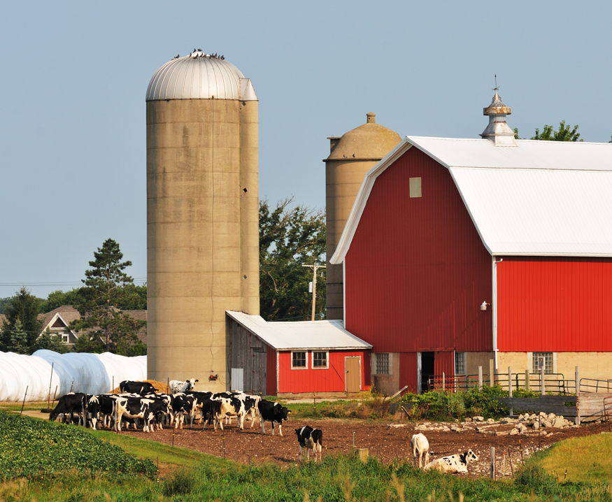 dairy farming