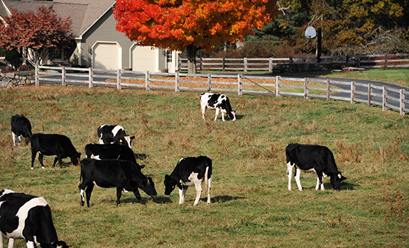 dairy farming 2